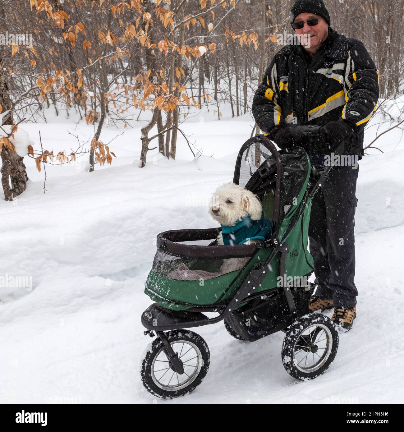 Paradise, Michigan - Ein Mann schiebt seinen Hund in einen Kinderwagen im Tahquamenon Falls State Park. Er sagte, es sei ein älteres Haustier, das nicht sehr weit auf Hi gehen könne Stockfoto