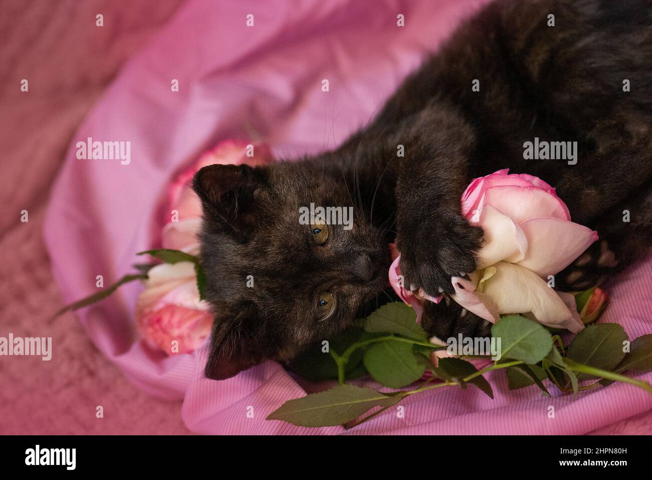 Kleines Kätzchen und rosa Rosen auf weichem Bett. Porträt von schwarzen Kätzchen und rosa Rosen auf dem Sofa. Stockfoto