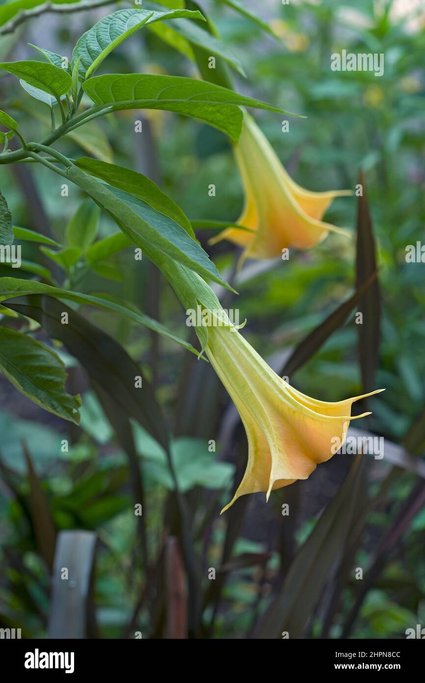 Engelstrompete (Brugmansia arborea). Ein anderer botanischer Name ist Brugmansia x Candida Stockfoto