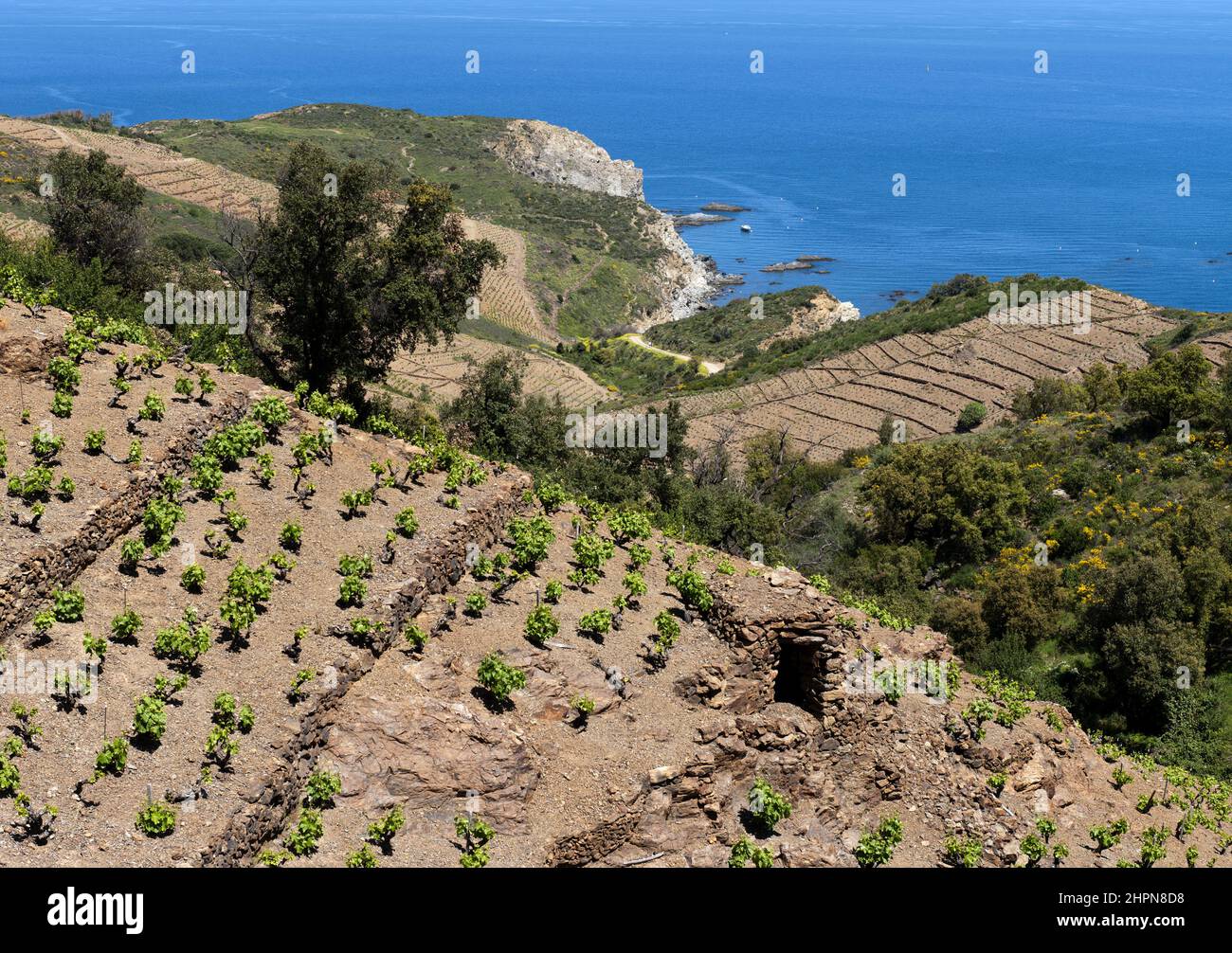 FRANKREICH ROUSSILLON WEINBAU BANYULS Stockfoto