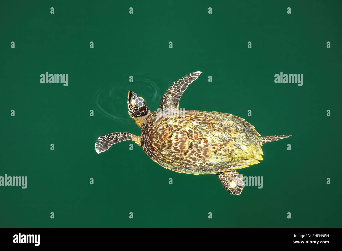 Grüne Meeresschildkröte (Chelonia mydas) Schwimmen in Schildkröten Bohrung auf Ouvea Insel, Loyalty Islands, New Caledonia. Dieses Loch ist mit U-Bahn zum s Stockfoto