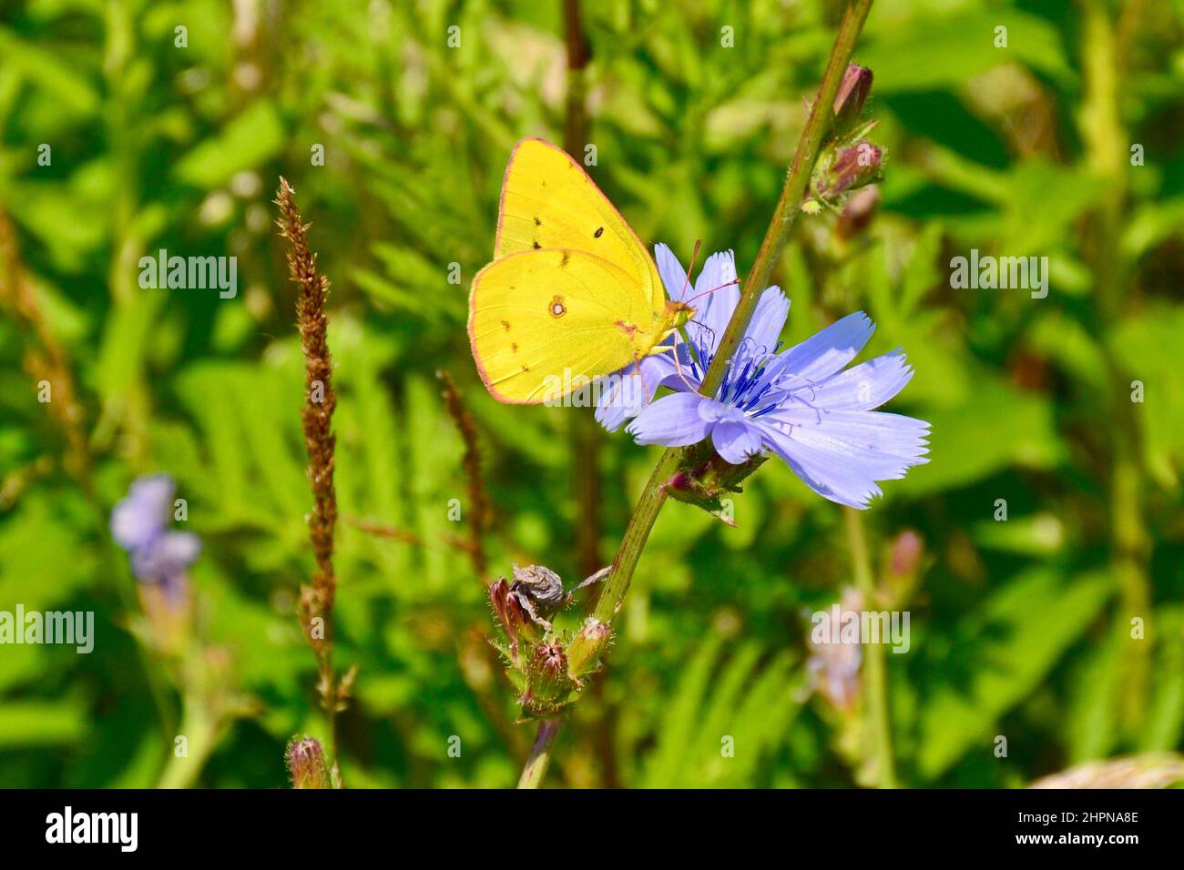 Nahaufnahme eines Schmetterlings aus Orangenschwefel (Colias eurythem), der im Sommer auf einer violetten Wildblume thront Stockfoto