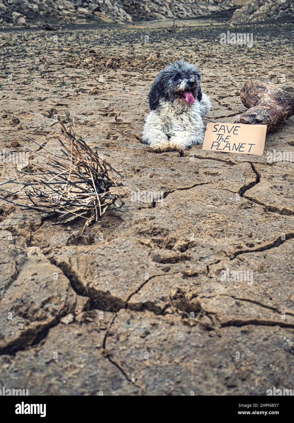 Hund posiert neben einem Baumstamm und einem Schild mit der Meldung: Rette den Planeten.trockene und rissige Erde aufgrund von Wassermangel.Klimawandel. Stockfoto