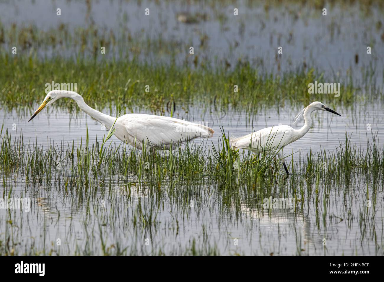 Aigrette garzette dans la baie de Somme, marais de Saint Firmin, proche du Parc du Marquenterre. Stockfoto