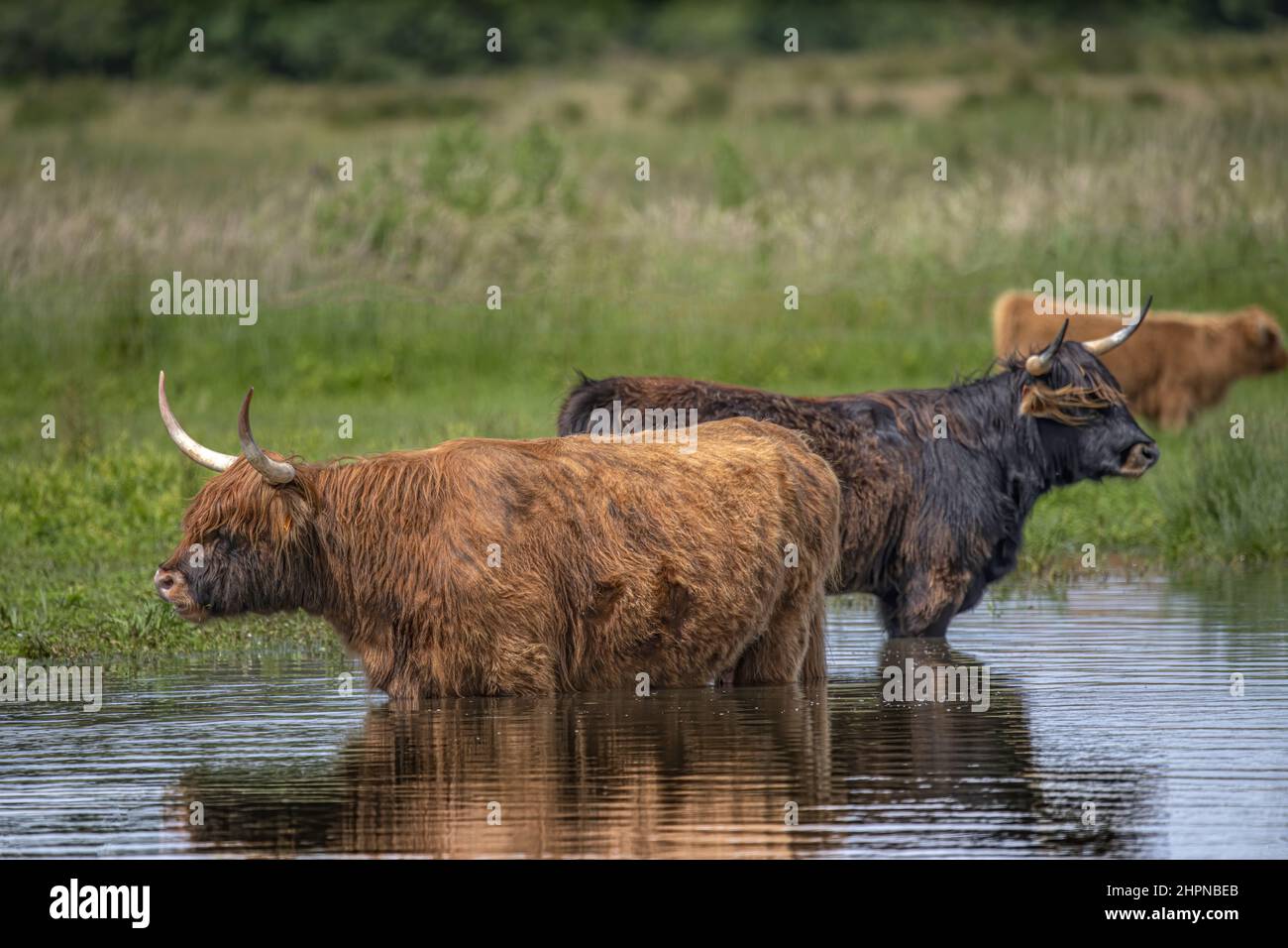 Vaches Highland Cattle en baie de Somme, Saint Firmin, Noyelles Stockfoto