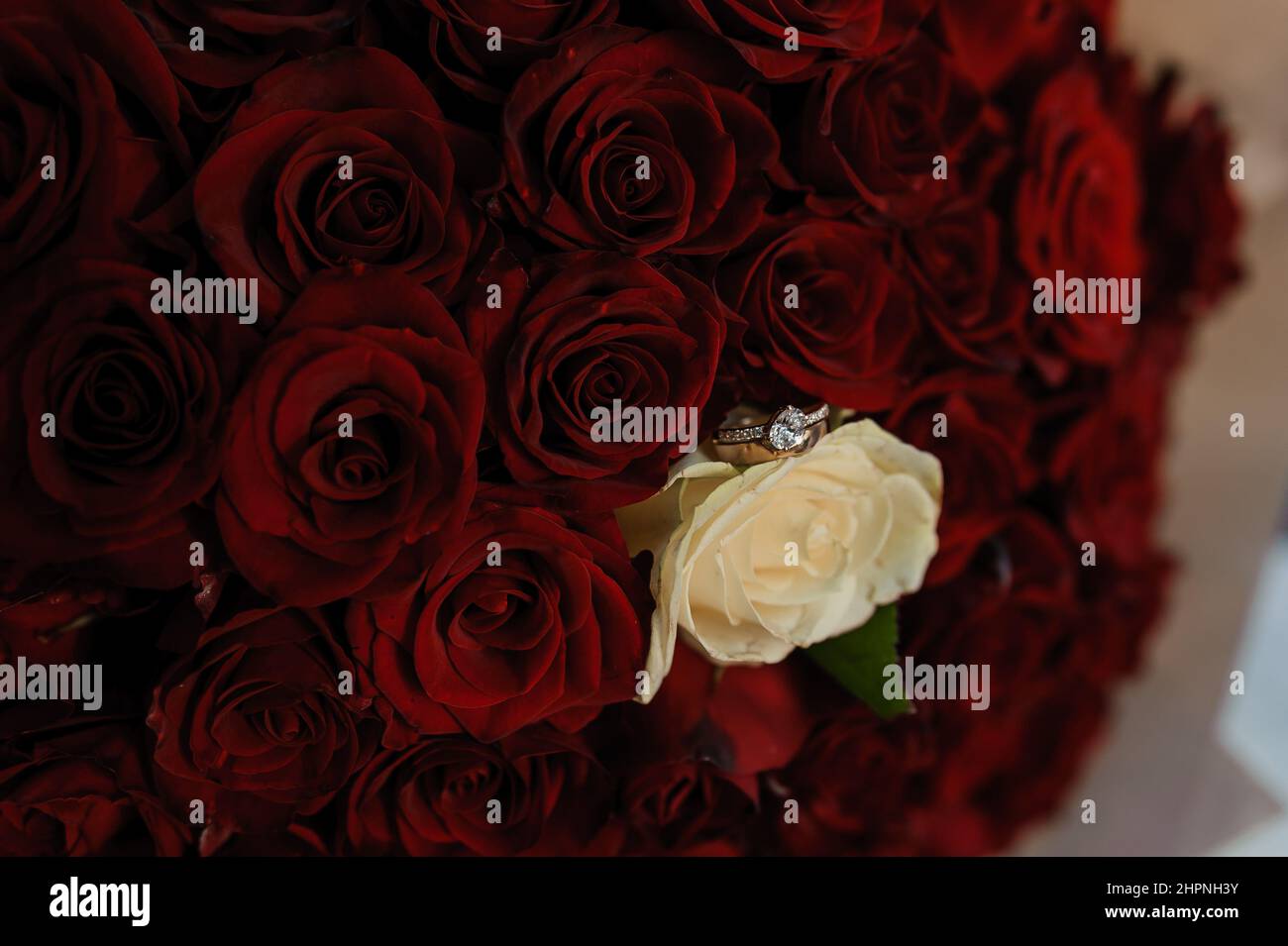 Bouquet von roten Rosen, Frauen Goldring mit einem Stein. Bouquet von roten Blumen. Ein Heiratsangebot Stockfoto