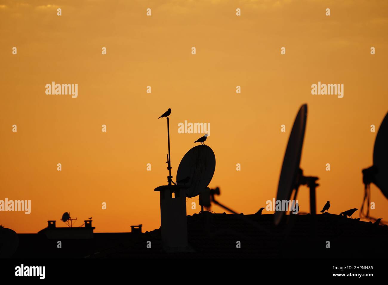 Sonnenuntergang Silhouette in der Stadt, City Sonnenuntergang Satelliten und Vögel auf dem Dach Stockfoto