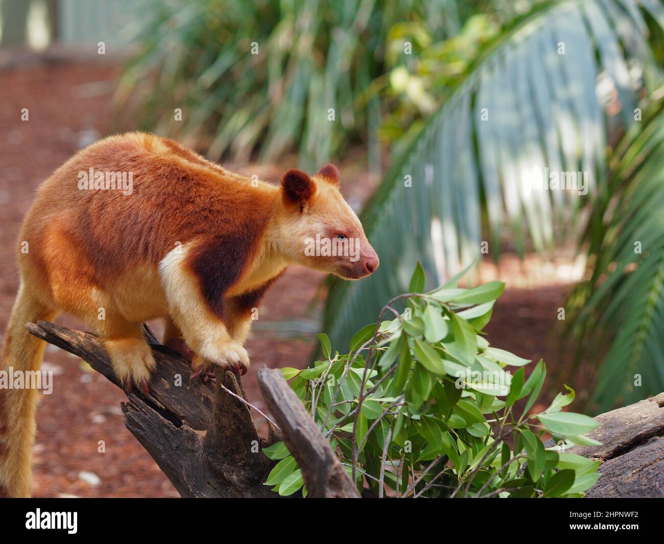 Außergewöhnlich schönes männliches Goodfellow's Tree Känguru in natürlicher Schönheit. Stockfoto