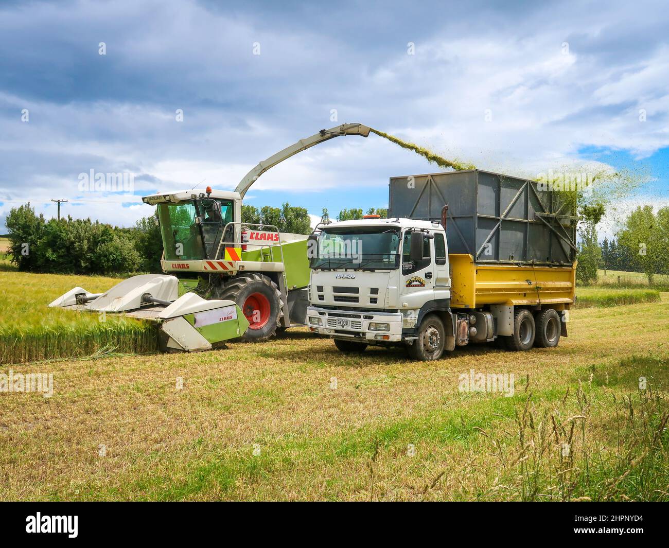 North Canterbury, Neuseeland, Dezember 27 2021: Ein Silage-Chopper für die gesamte Ernte erntet Gerste und entlädt sie, wenn sie voll ist, in einen Lastwagen, der an der Seite fährt Stockfoto