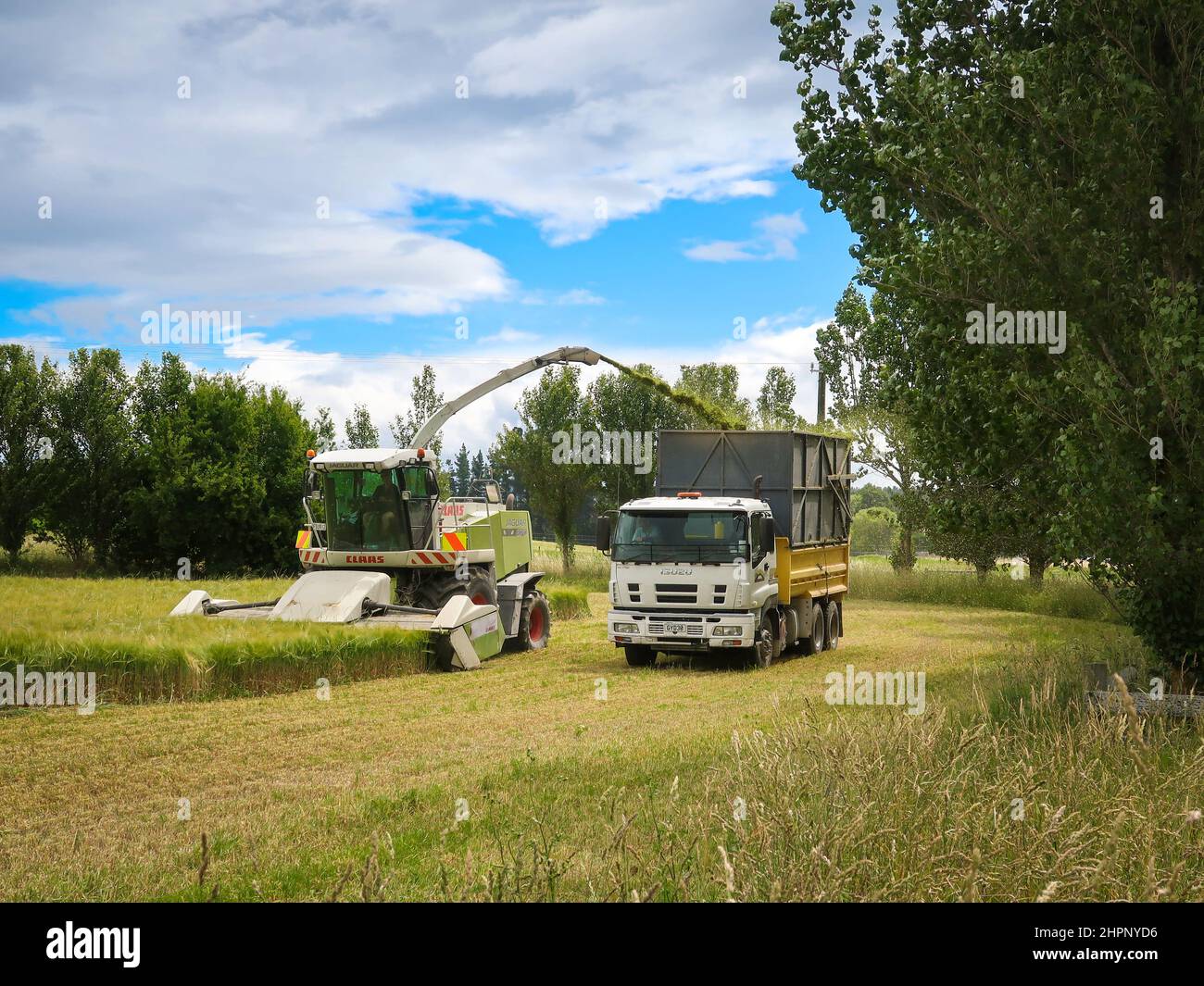 North Canterbury, Neuseeland, Dezember 27 2021: Ein Silage-Chopper für die gesamte Ernte erntet Gerste und entlädt sie, wenn sie voll ist, in einen Lastwagen, der an der Seite fährt Stockfoto
