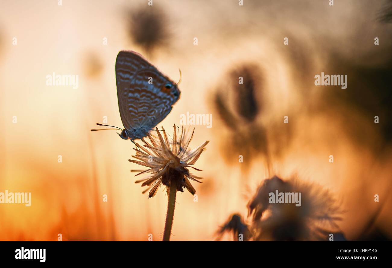 Ein Schmetterling, der auf der verwelkenden Blume steht Stockfoto