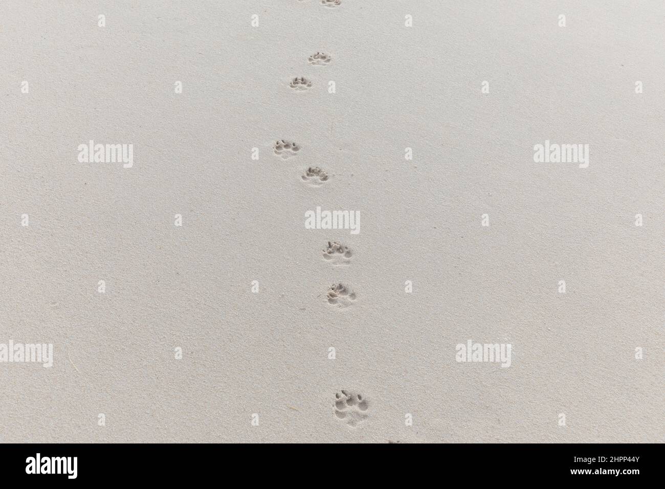 Fußstapfen eines Hundes am Sandstrand Stockfoto