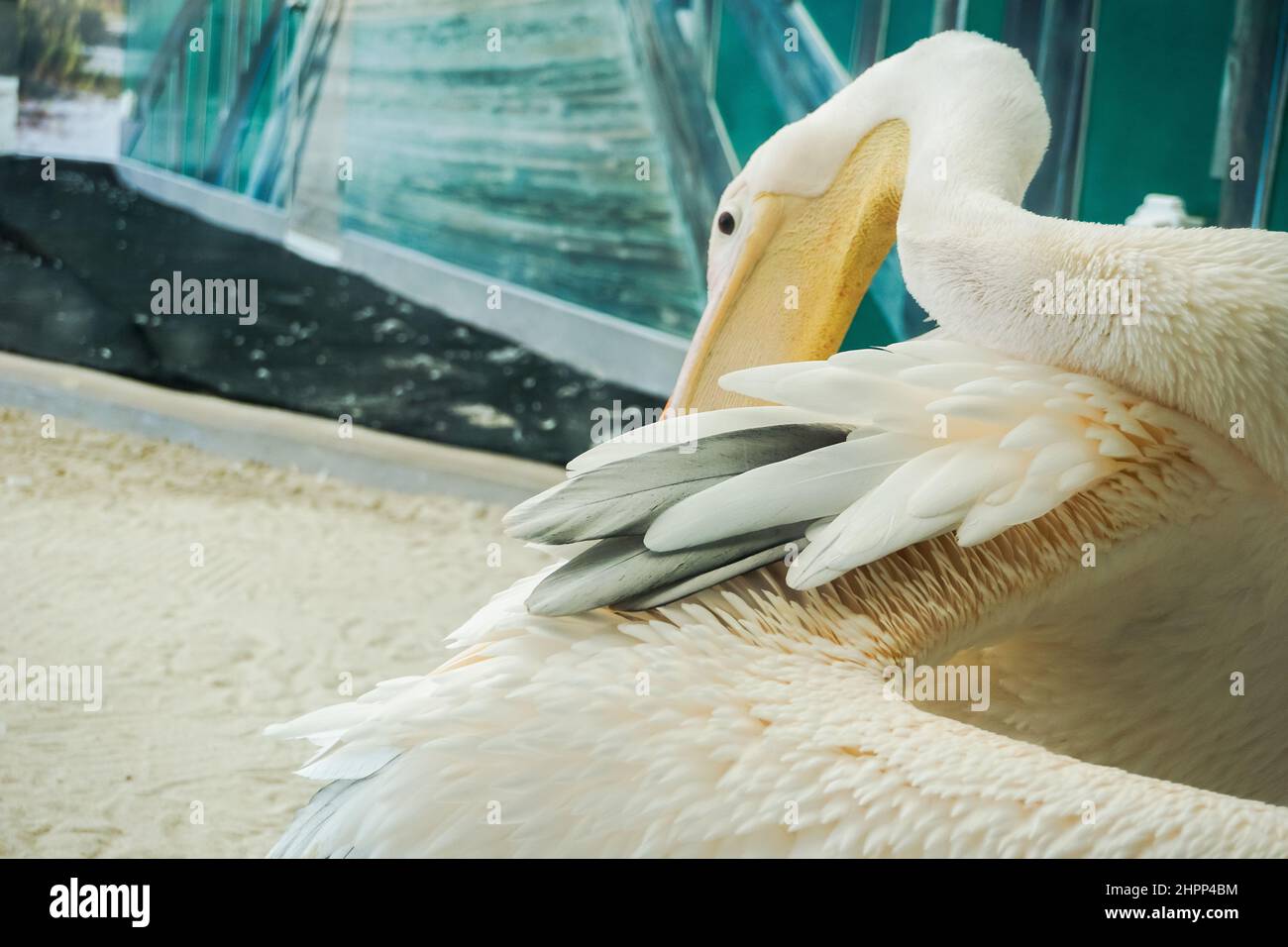 Ein Pelikan im Clearwater Marine Aquarium in Florida Stockfoto