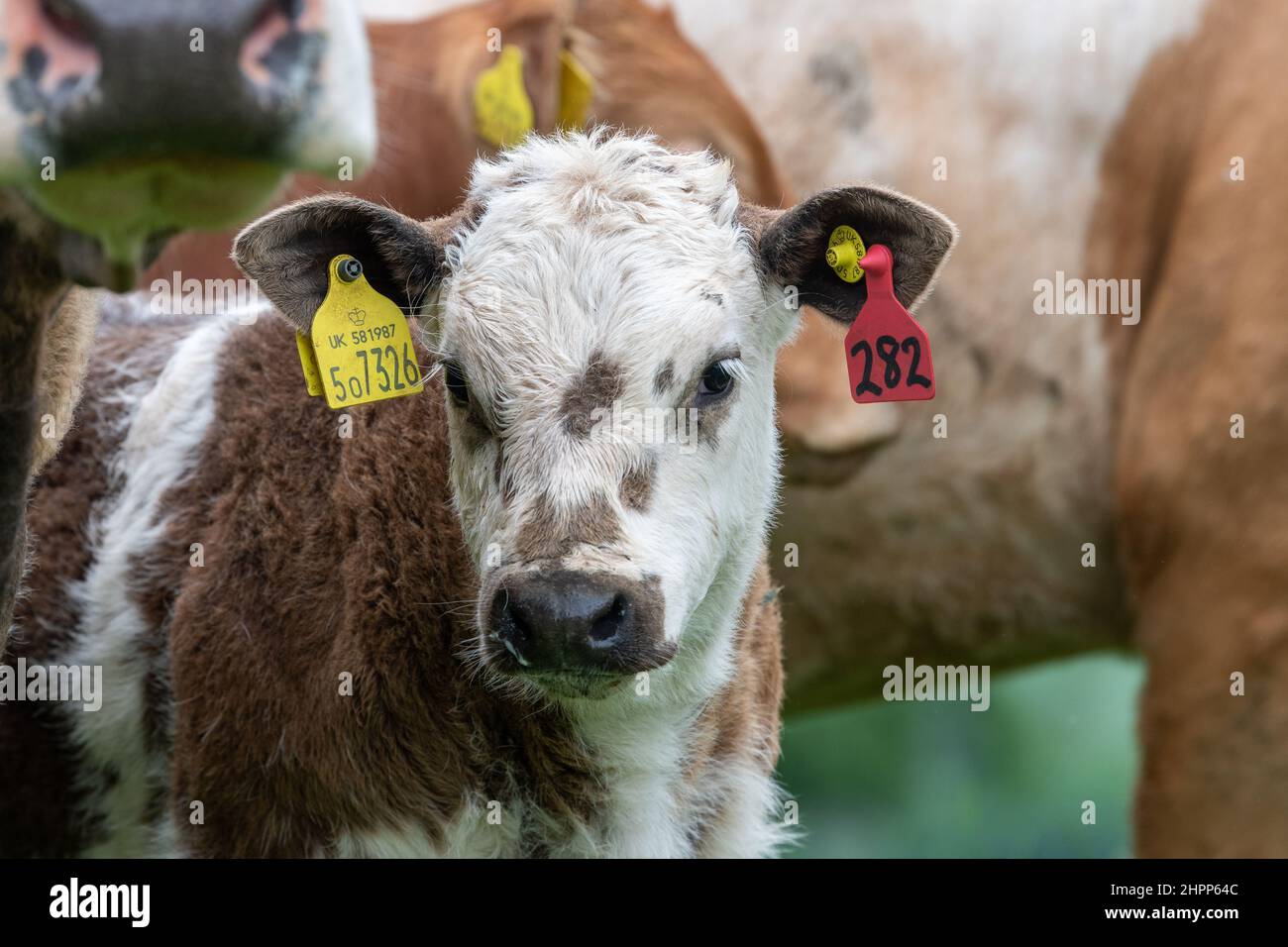 Junges Kalb mit großen Ohrmarken zur Identifizierung, Schottland, Großbritannien. Stockfoto