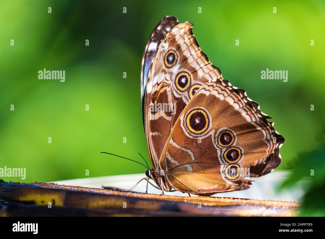 Gewöhnlicher blauer Morpho-Schmetterling (Morpho helenor), ventrale Flügel Stockfoto