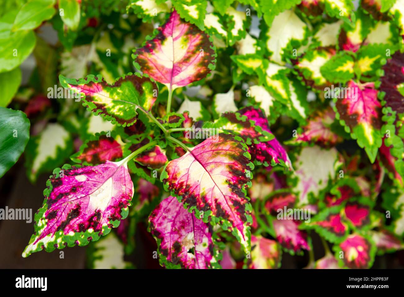 Coleus Chamaleon Stockfoto