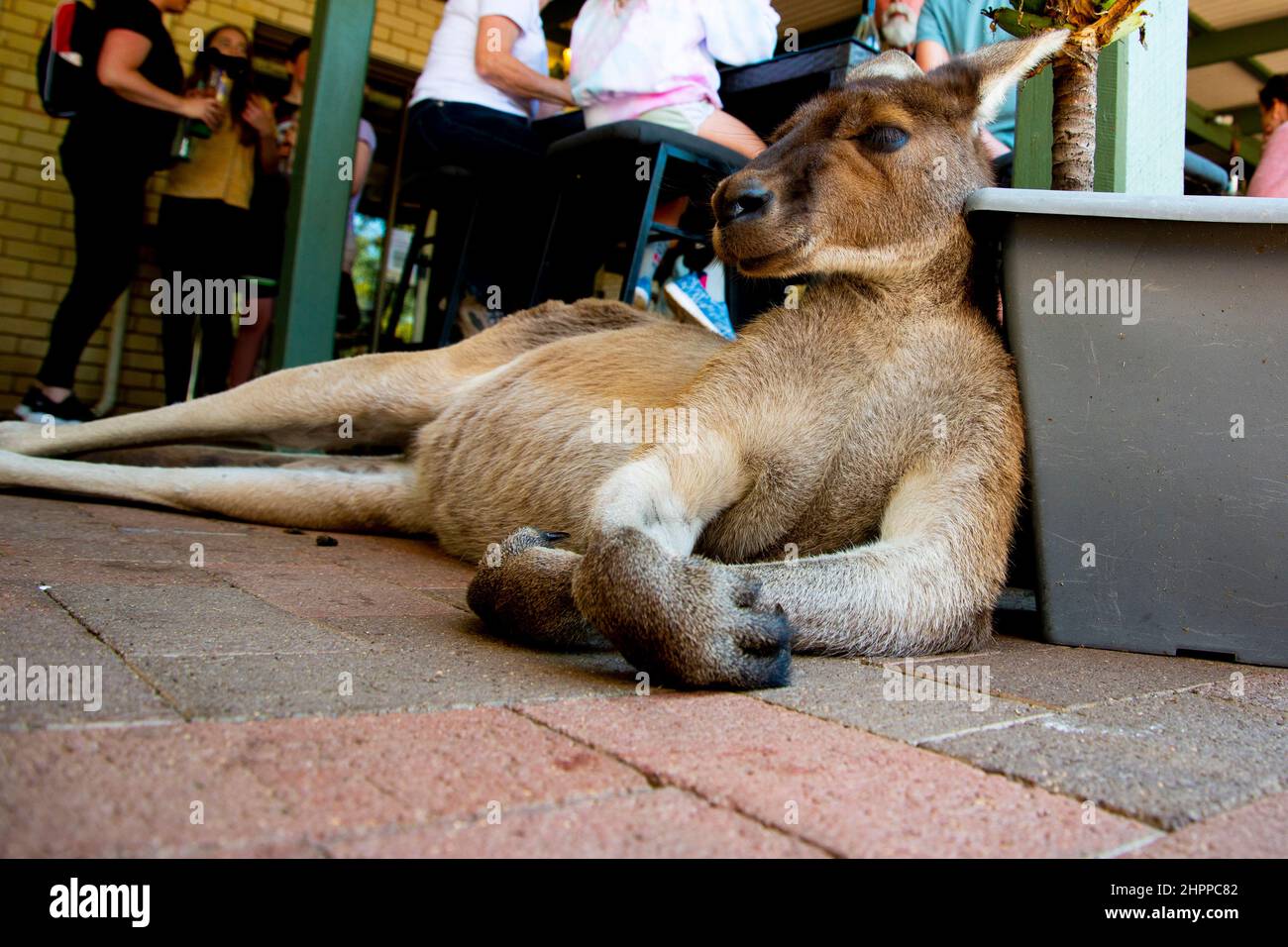 Känguru in einem lokalen Restaurant ausruhen Stockfoto