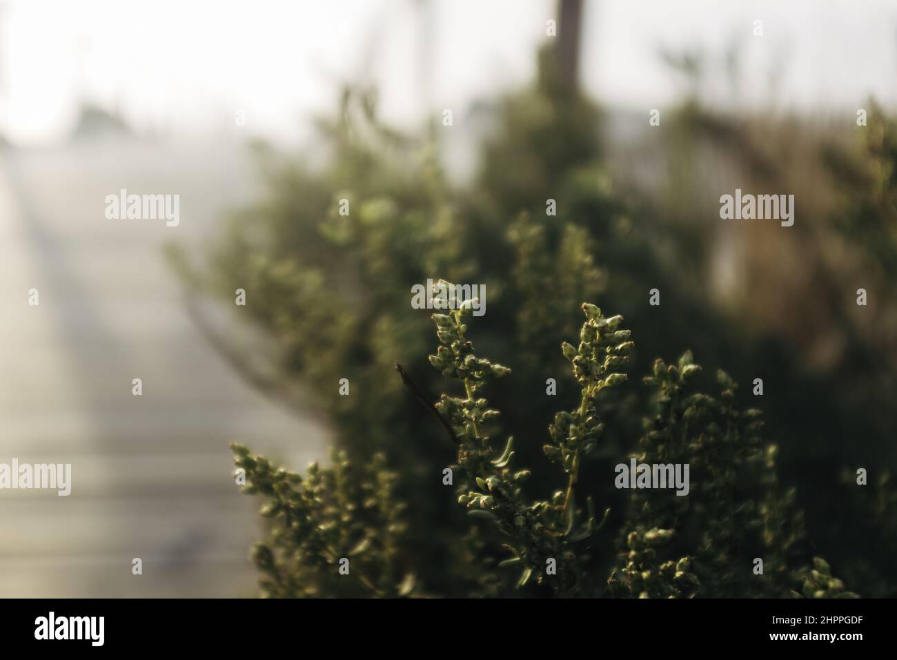 Selektiver Fokus einer Pflanze Stockfoto