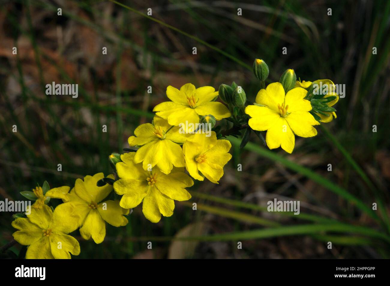 Es gibt viele Arten von Guinea Flower, aber diese gebündelten Guinea Flowers (Hibbertia prostrata) sind weniger häufig. Gefunden am Grange in Clayton North. Stockfoto