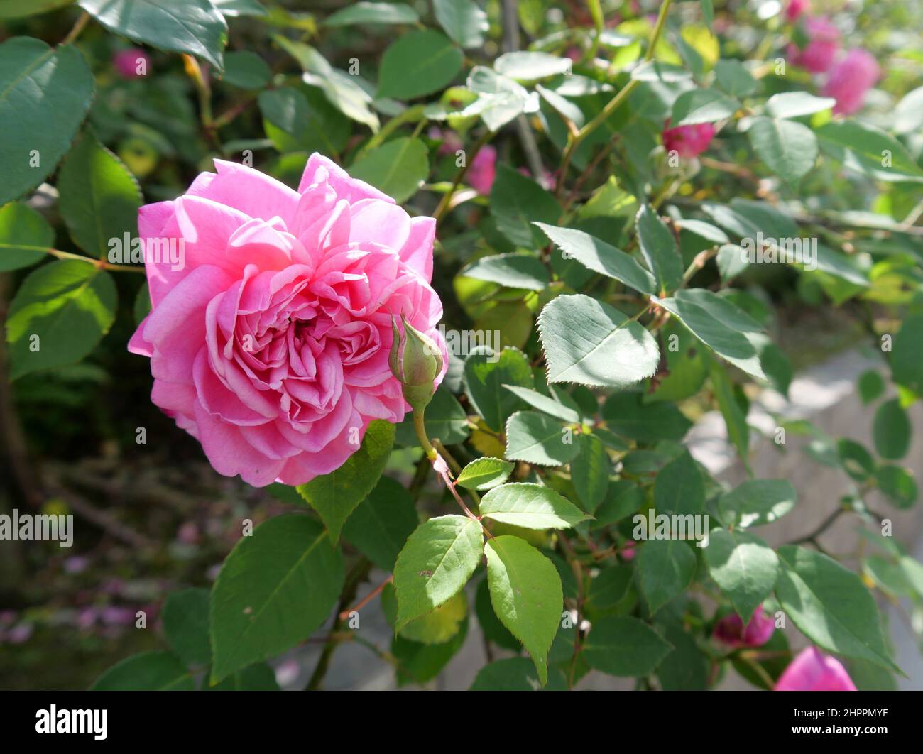 Nahaufnahme von blühenden rosa Rosen und Knospen im Garten Stockfoto