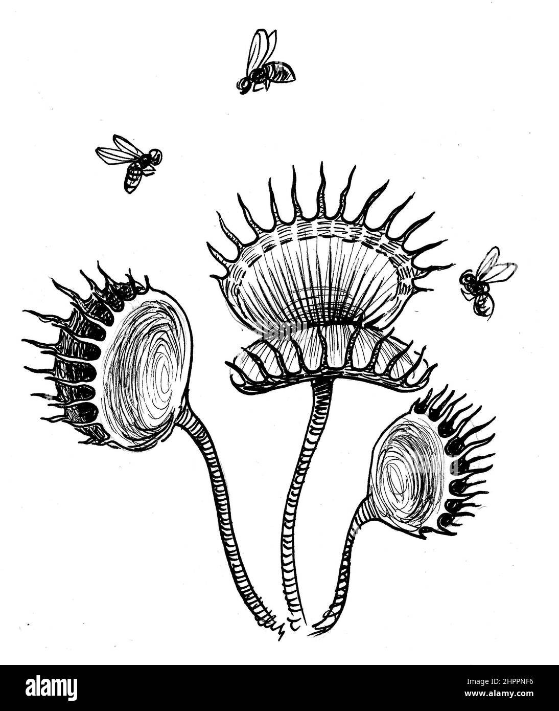 Fleischfressende Pflanze und fliegende Fliegen. Tinte schwarz-weiß  Zeichnung Stockfotografie - Alamy