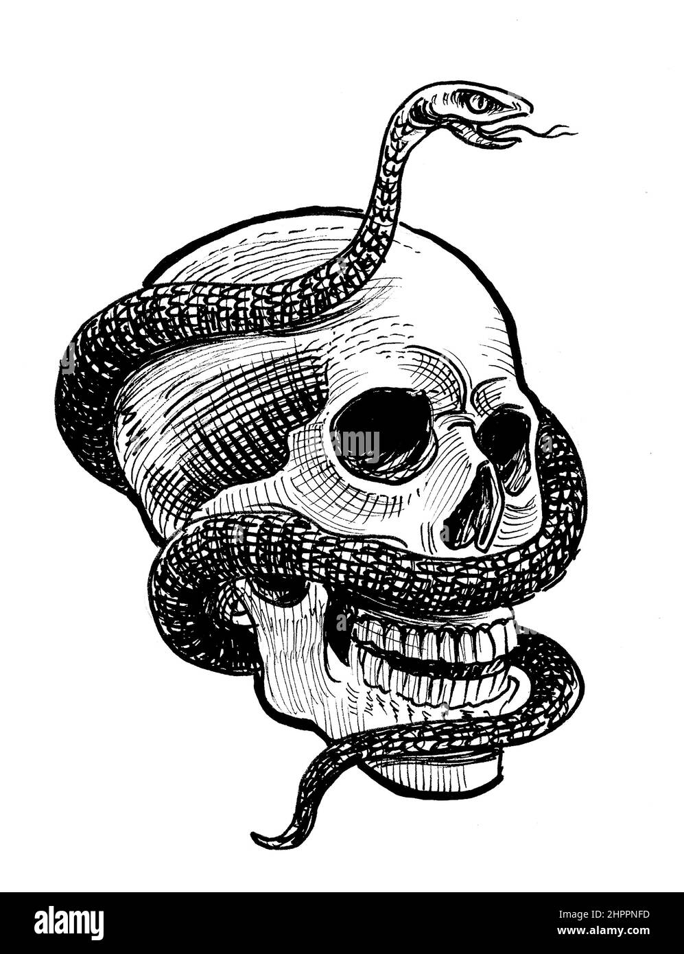 Menschlicher Schädel und Schlange. Tinte schwarz-weiß Zeichnung Stockfoto