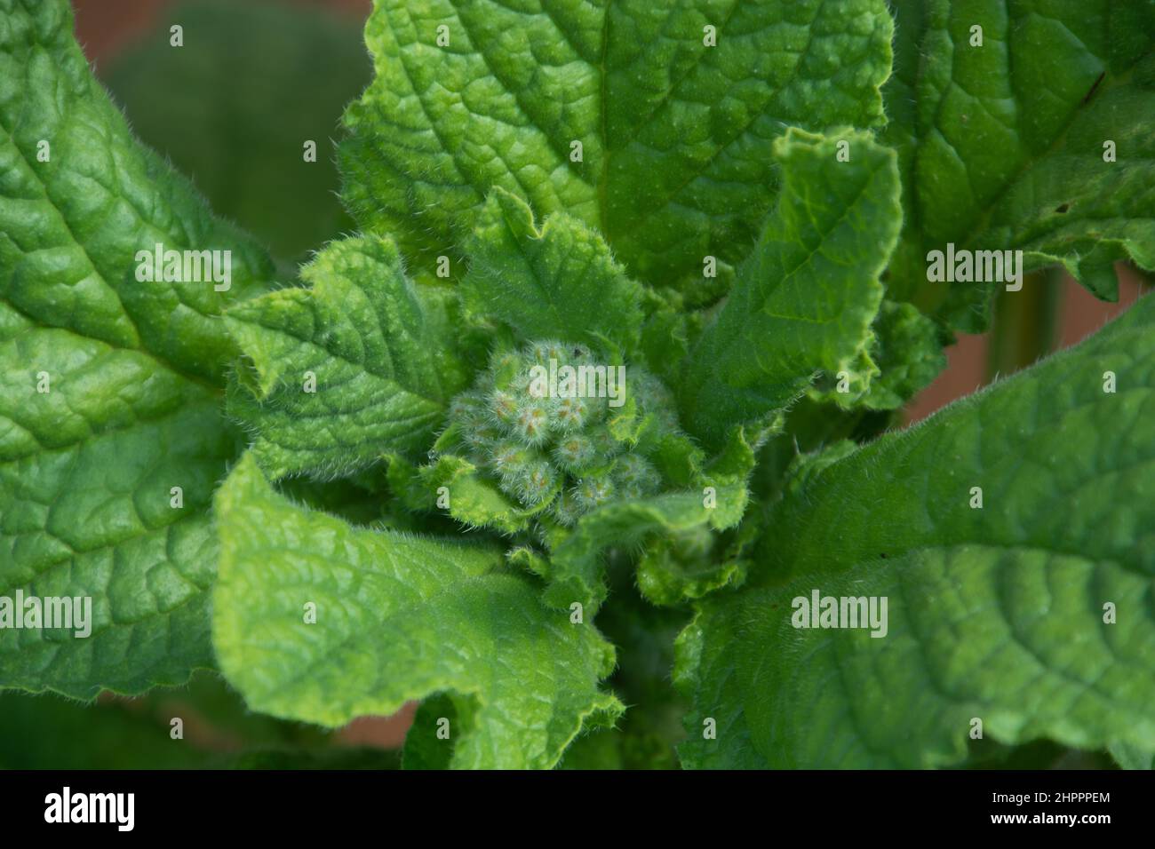 borago officinalis Pflanze mit haarigen jungen grünen Blüten, die in einem Behälter wachsen Stockfoto
