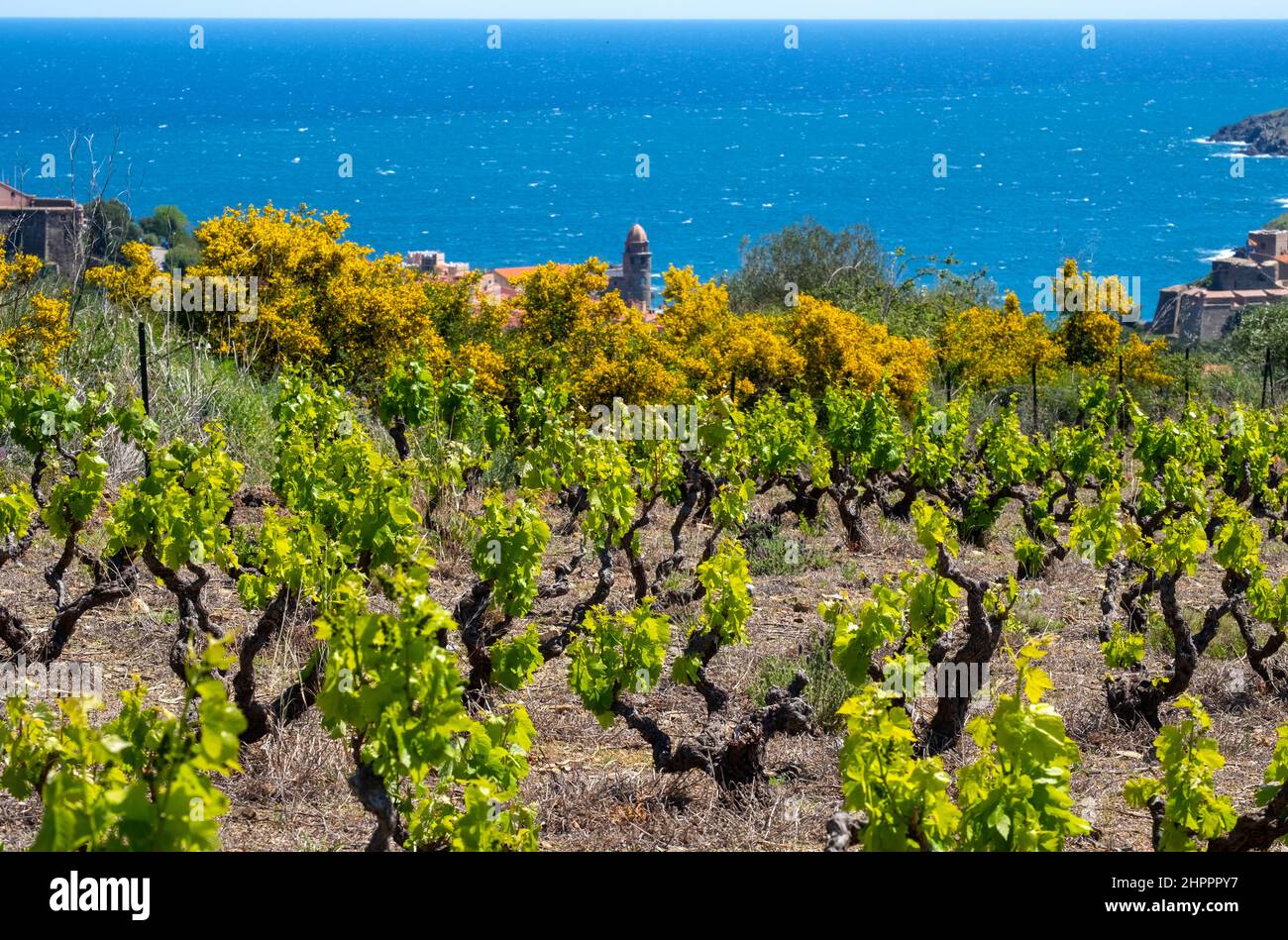 [frankreich pyrenees orientales roussillon cote vermeille collioure] Stockfoto