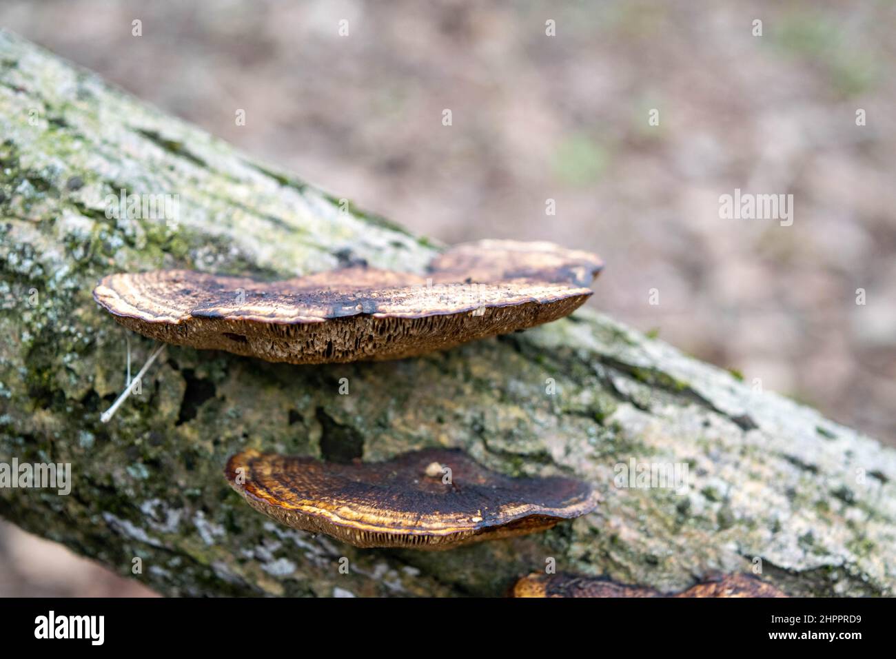 Pilze auf dem Stamm eines alten Baumes vor einem Waldgrund. Nahaufnahme von Pilzen in der natürlichen Umgebung. Wunderschöne Waldlandschaft. Stockfoto