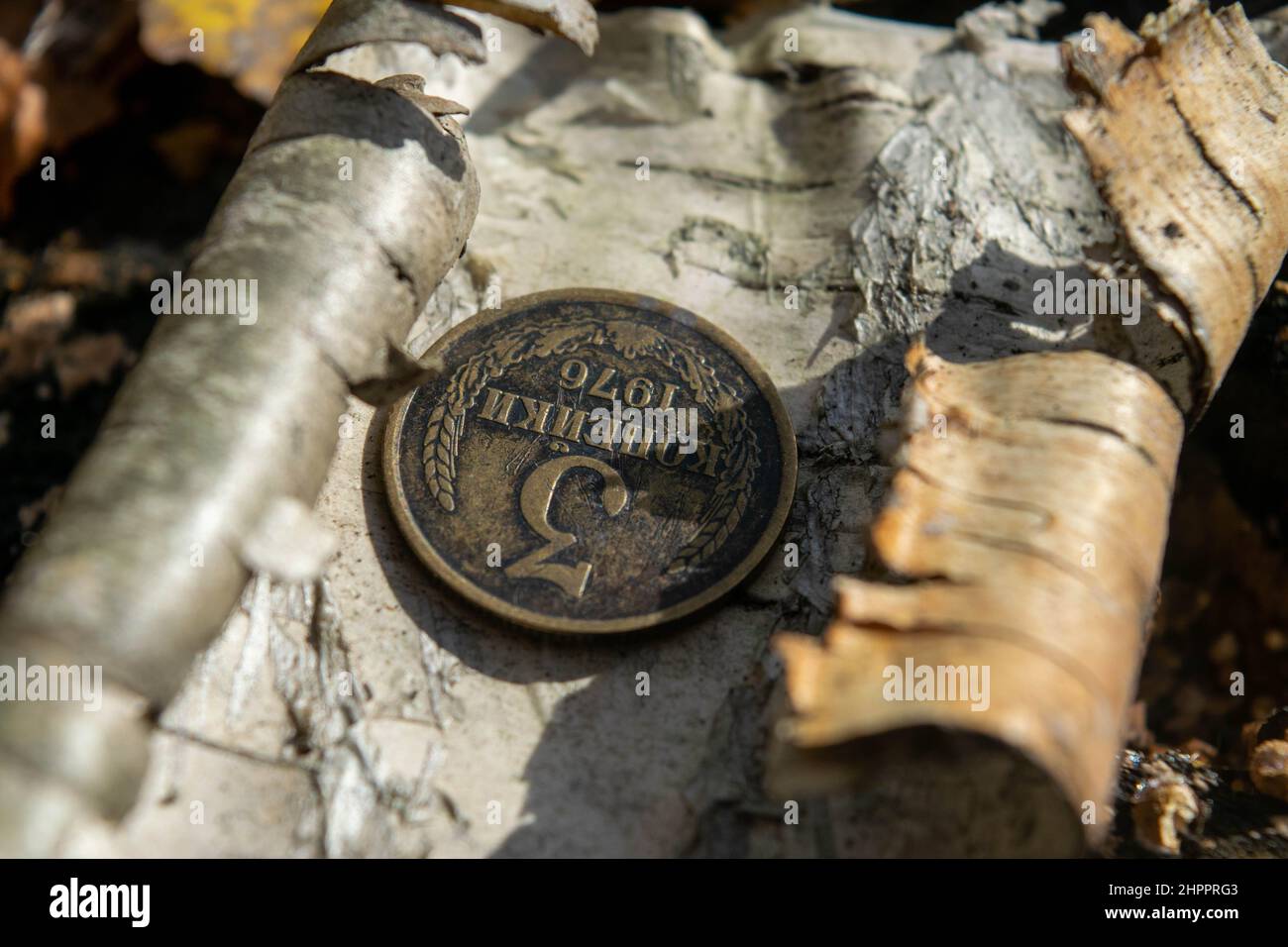 Alte Münzen im Wald auf einem Stück Birkenrinde, das auf grünem Moos liegt Stockfoto