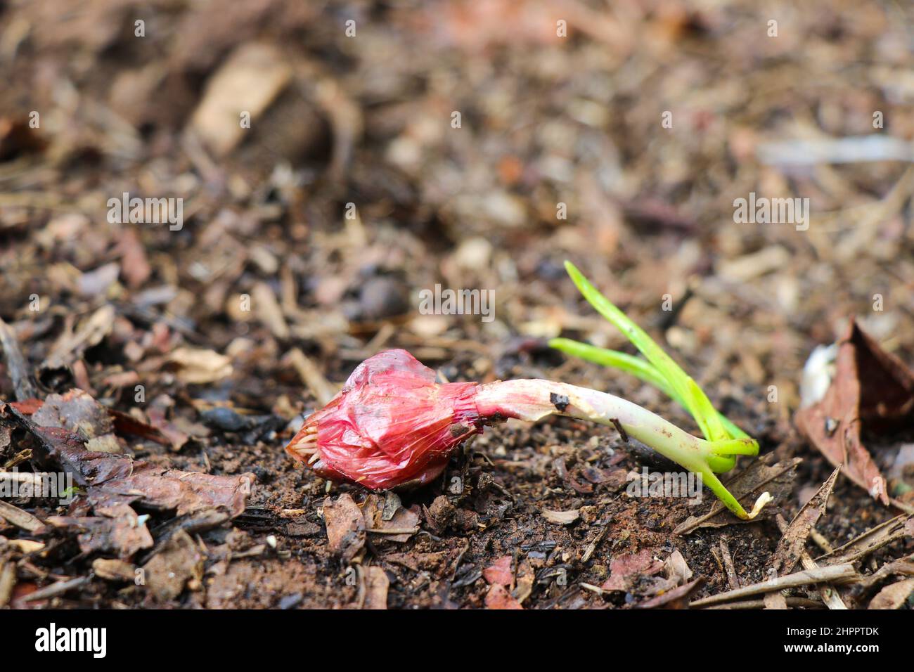 Zwiebelkolben mit der kleinen Projektion der Wurzeln versuchen, in den Boden zu wachsen, pflanzliche Abfälle zu neuen Pflanzen Stockfoto