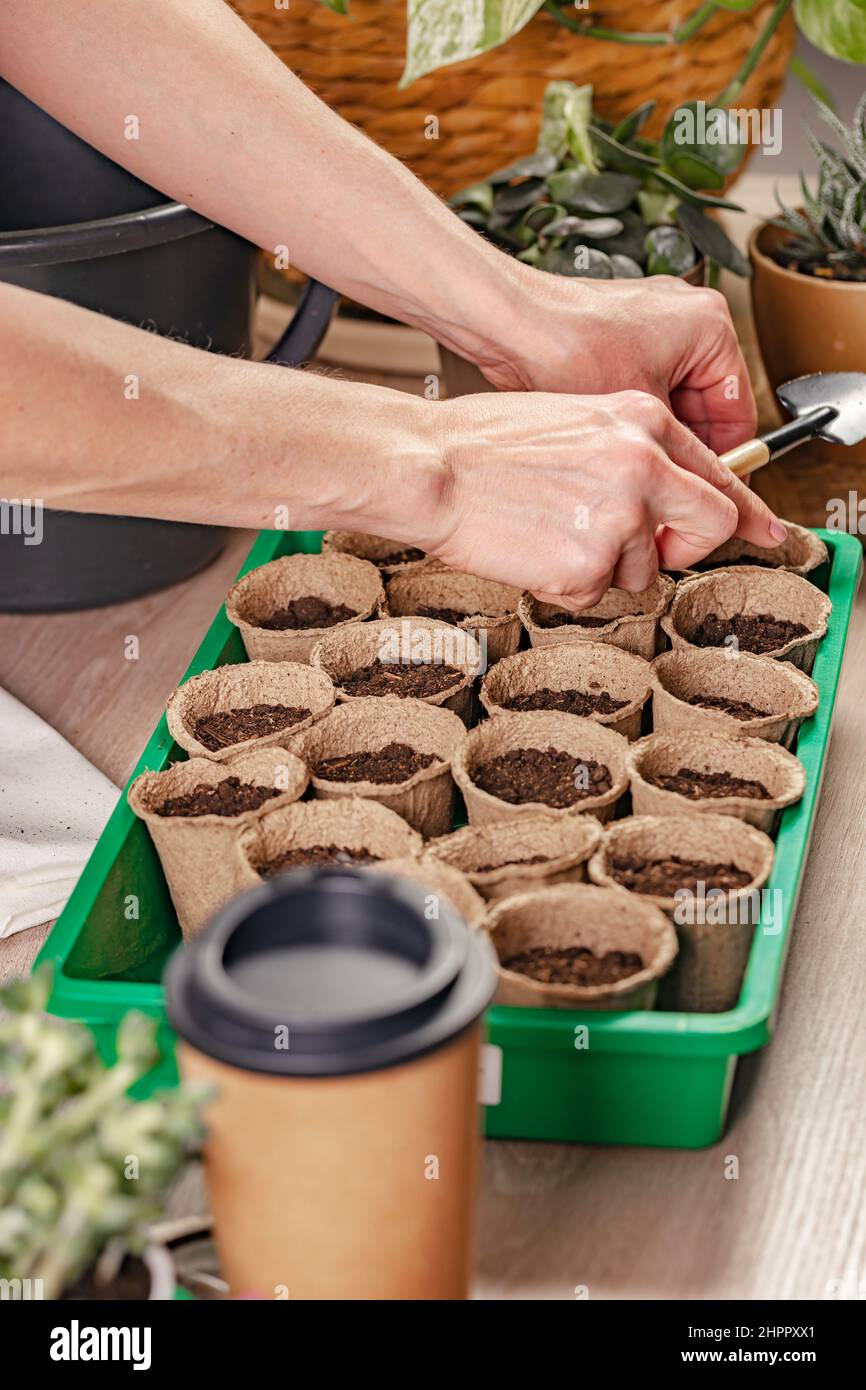 Weibliche Hände bereiten Torftöpfe mit Erde für die Aussaat von Samen vor. Prozess der Vorbereitung vorbereitete Sämlinge für die neue Saison. Home Gardening Konzept. Tun Stockfoto