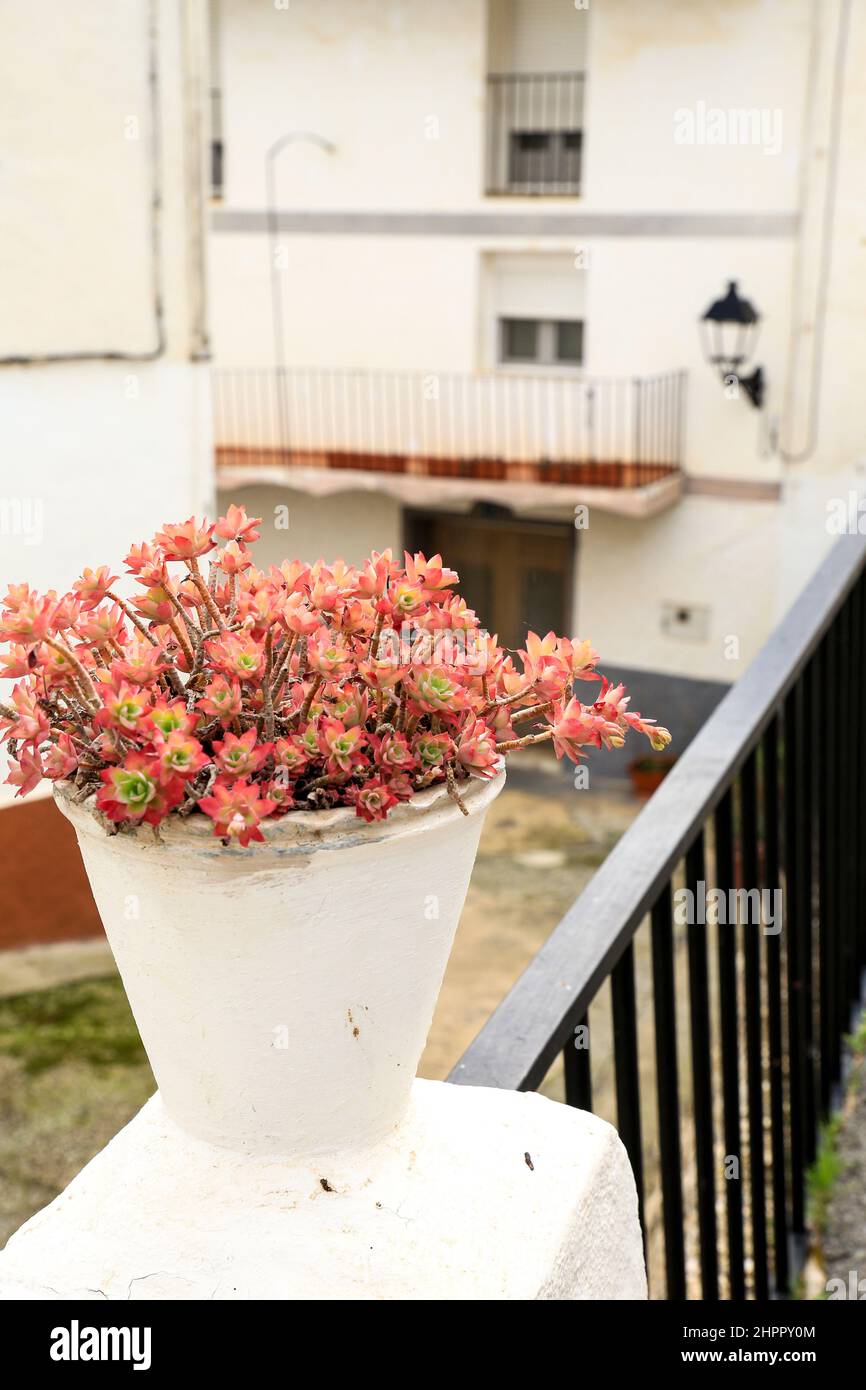 Dekoratives Topfsedum palmeria auf der Straße im Dorf Abdet, Alicante, Spanien Stockfoto