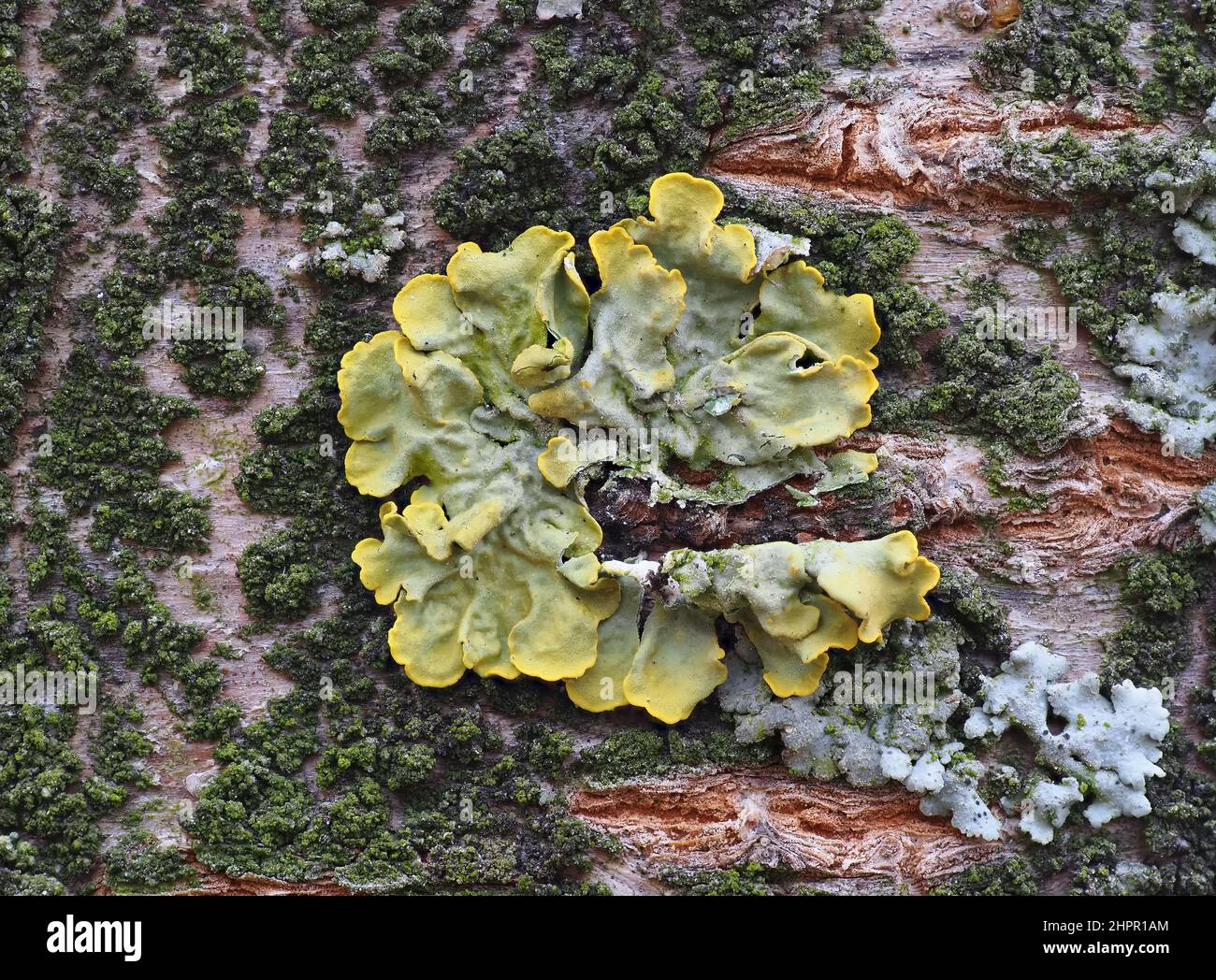 Extreme Nahaufnahme von gelben Flechten und grünem Moos auf der Rinde eines Baumes. Baumstamm bedeckt von Flechten und Moos. Stockfoto