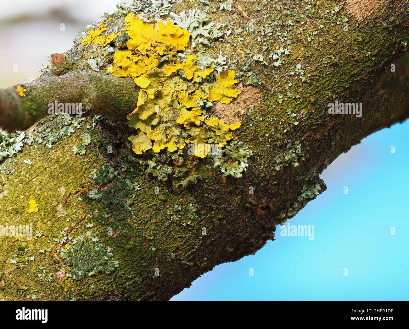 Extreme Nahaufnahme von gelben Flechten und grünem Moos auf der Rinde eines Baumes. Baumstamm bedeckt von Flechten und Moos. Geringer Fokus. Stockfoto