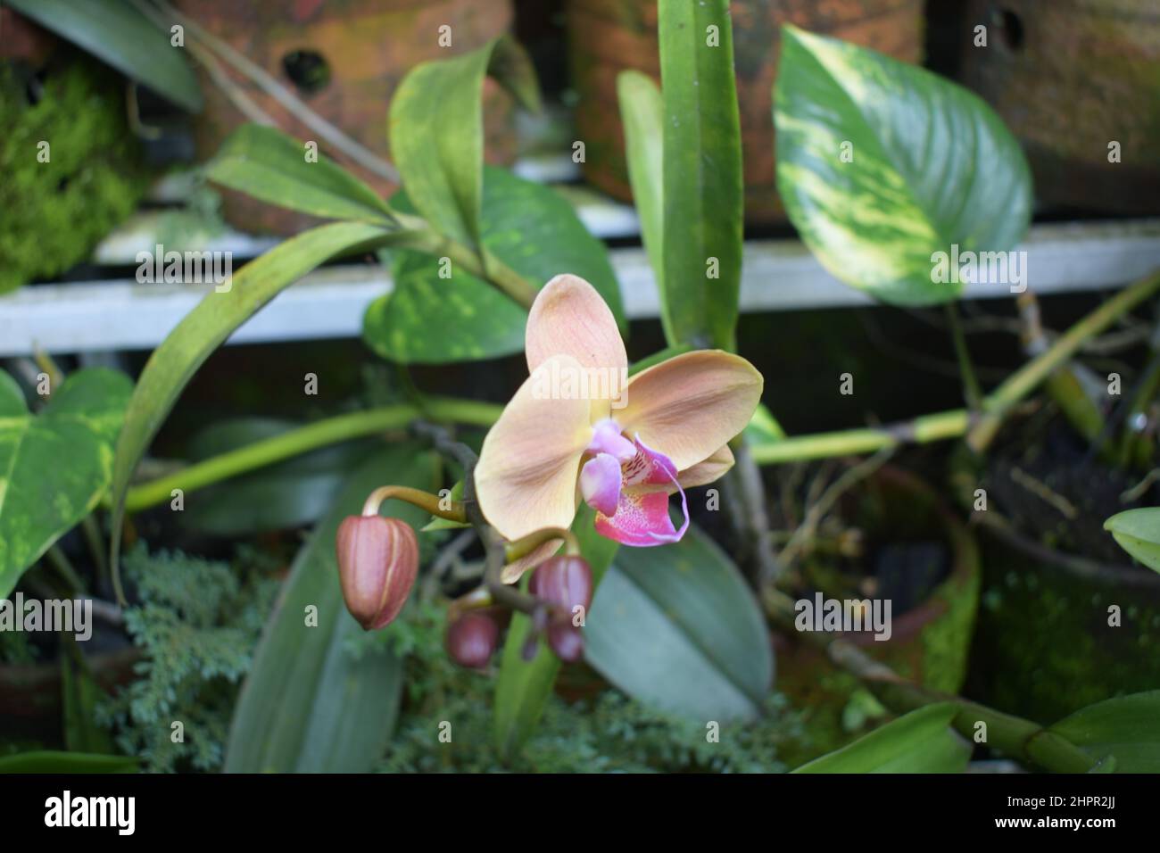 Orchidee Blume Stockfoto
