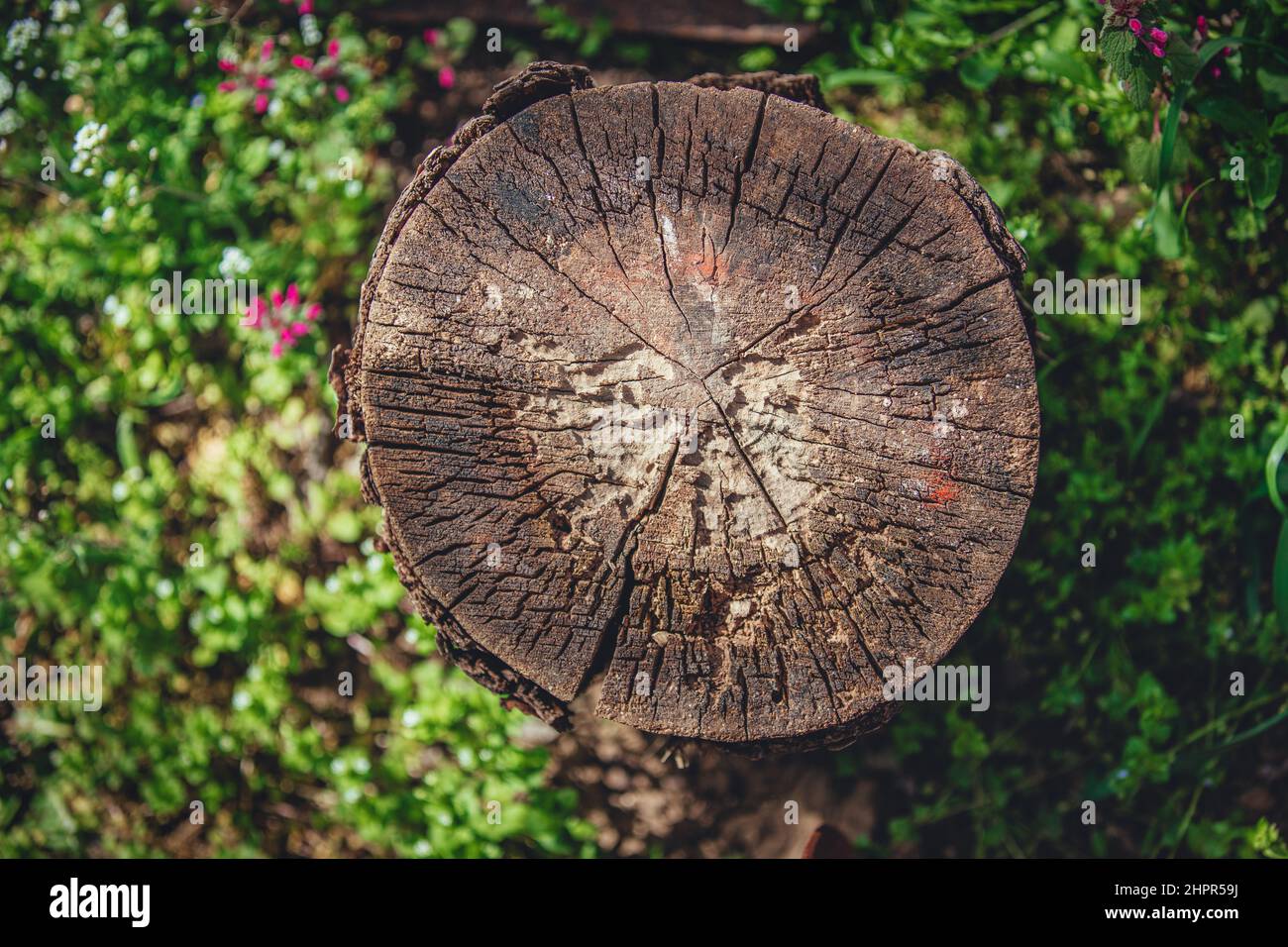 Baumstumpf und frisches grünes Gras. Baumstamm im Wald Stockfoto