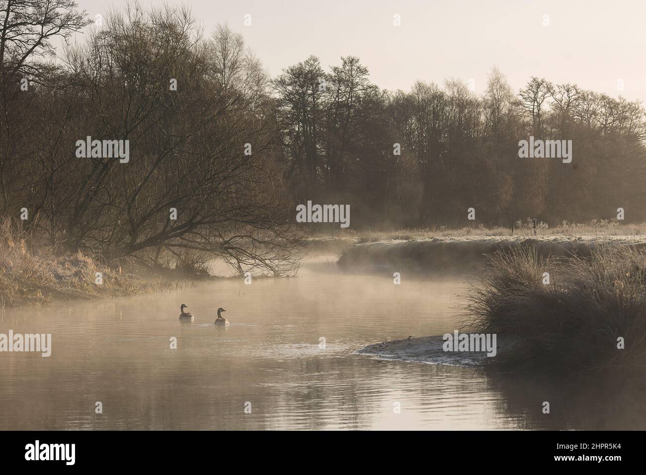 Waverley Lane, Elstead. 23rd. Februar 2022. Ein kalter und frostiger Start in den Tag für die Heimatkreise. Frostige Bedingungen entlang des River Wey bei Thundry Meadows in Elstead, in der Nähe von Godalming, in Surrey. Kredit: james jagger/Alamy Live Nachrichten Stockfoto