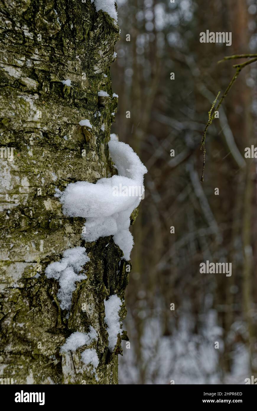 Baumrinde mit Schnee - Baumstamm mit Schnee, die Struktur des Schnees ist in der Vergrößerung zu sehen Stockfoto