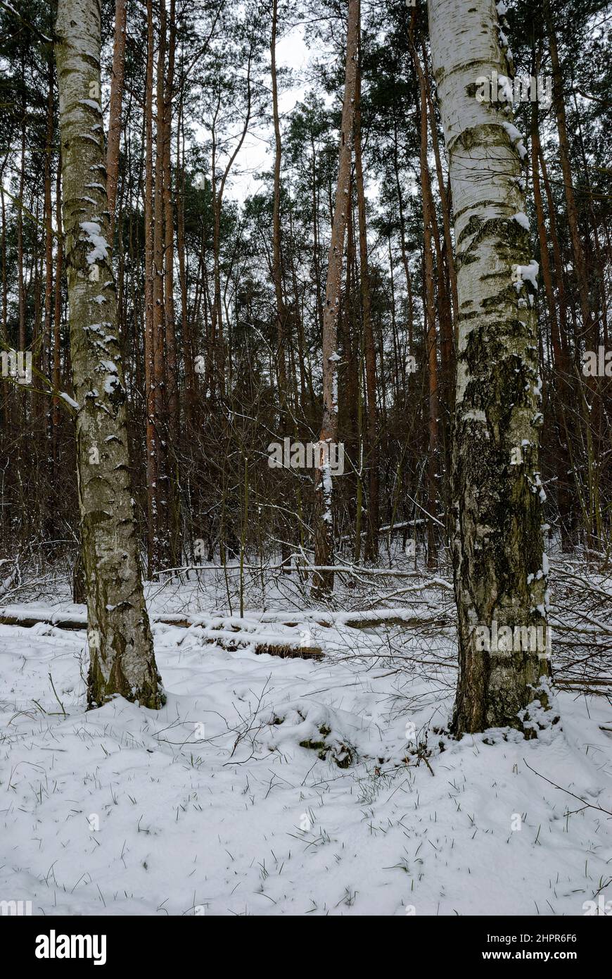 Wintertag im Wald - ruhiger Wald im Schnee Stockfoto