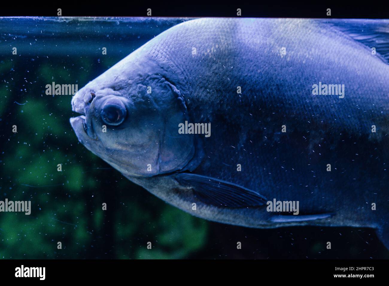 Rotbauchige Piranha schwimmen auf einem Aquarium Stockfoto