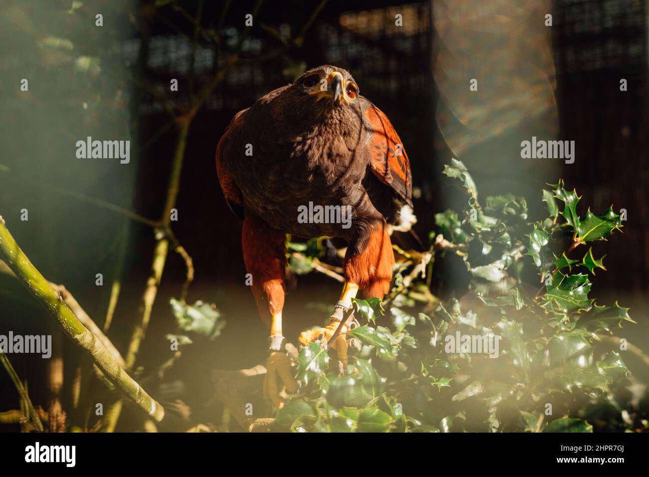 Harris Eagle auf einem Zoo, der auf einem Zweig thront Stockfoto
