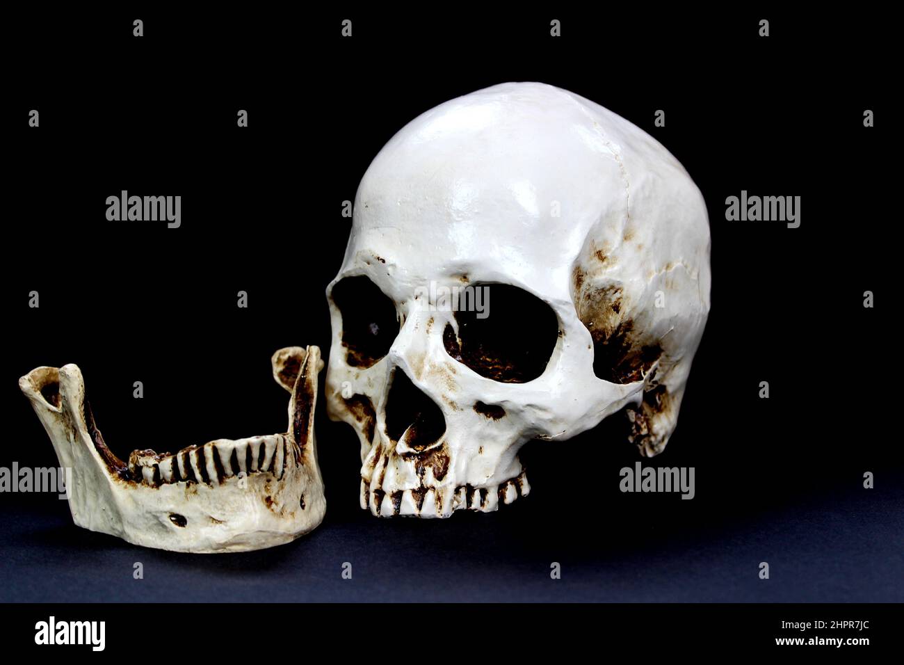 Menschlicher Plastikschädel auf schwarzem Hintergrund Stockfoto