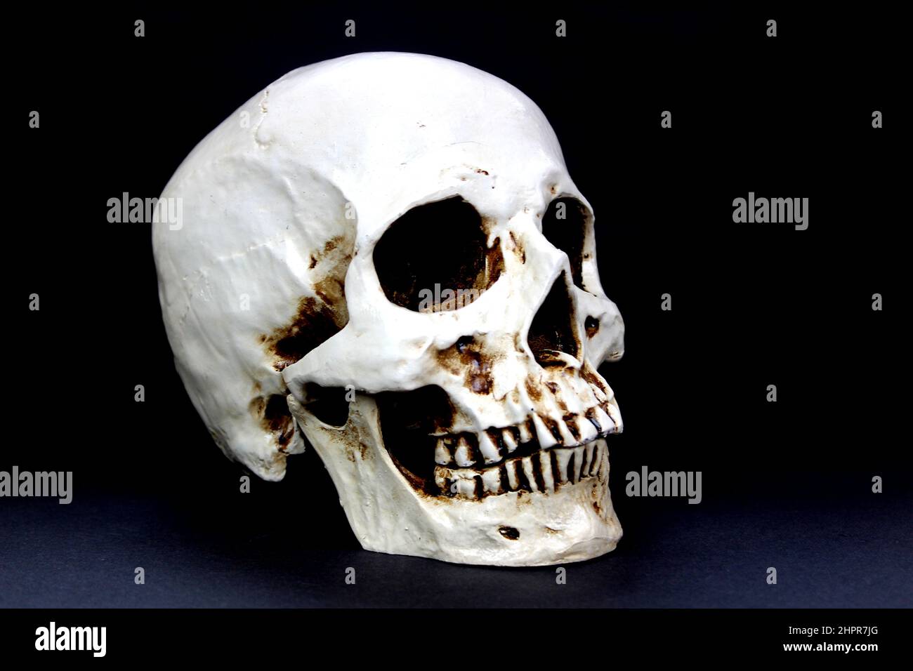 Menschlicher Plastikschädel auf schwarzem Hintergrund Stockfoto