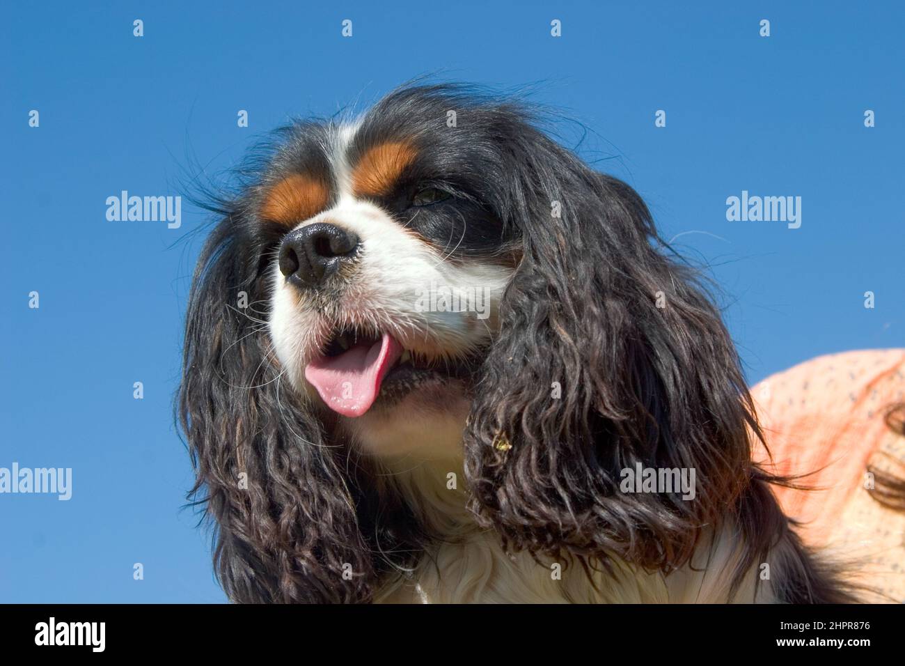 Der King Charles Spaniel (auch bekannt als der englische Toy Spaniel) ist eine kleine Hunderasse vom Typ Spaniel. Im Jahr 1903 kombinierte der Kennel Club vier sepa Stockfoto