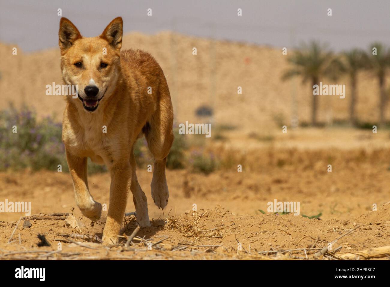 Brauner Hund trinkt Wasser aus einer Pfütze in der Wüste Stockfoto