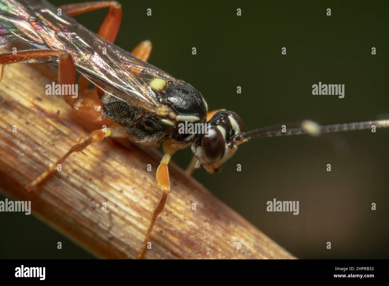 Nahaufnahme einer braunlegigen schwarzen Ichneumon-Wasp mit großen runden Augen Stockfoto