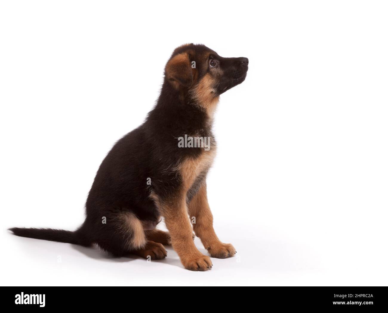 Deutscher Schäferhund im Alter von 10 Wochen Stockfoto