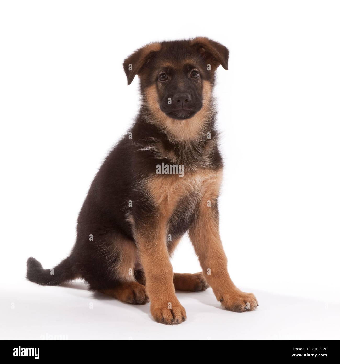 Deutscher Schäferhund im Alter von 10 Wochen Stockfoto