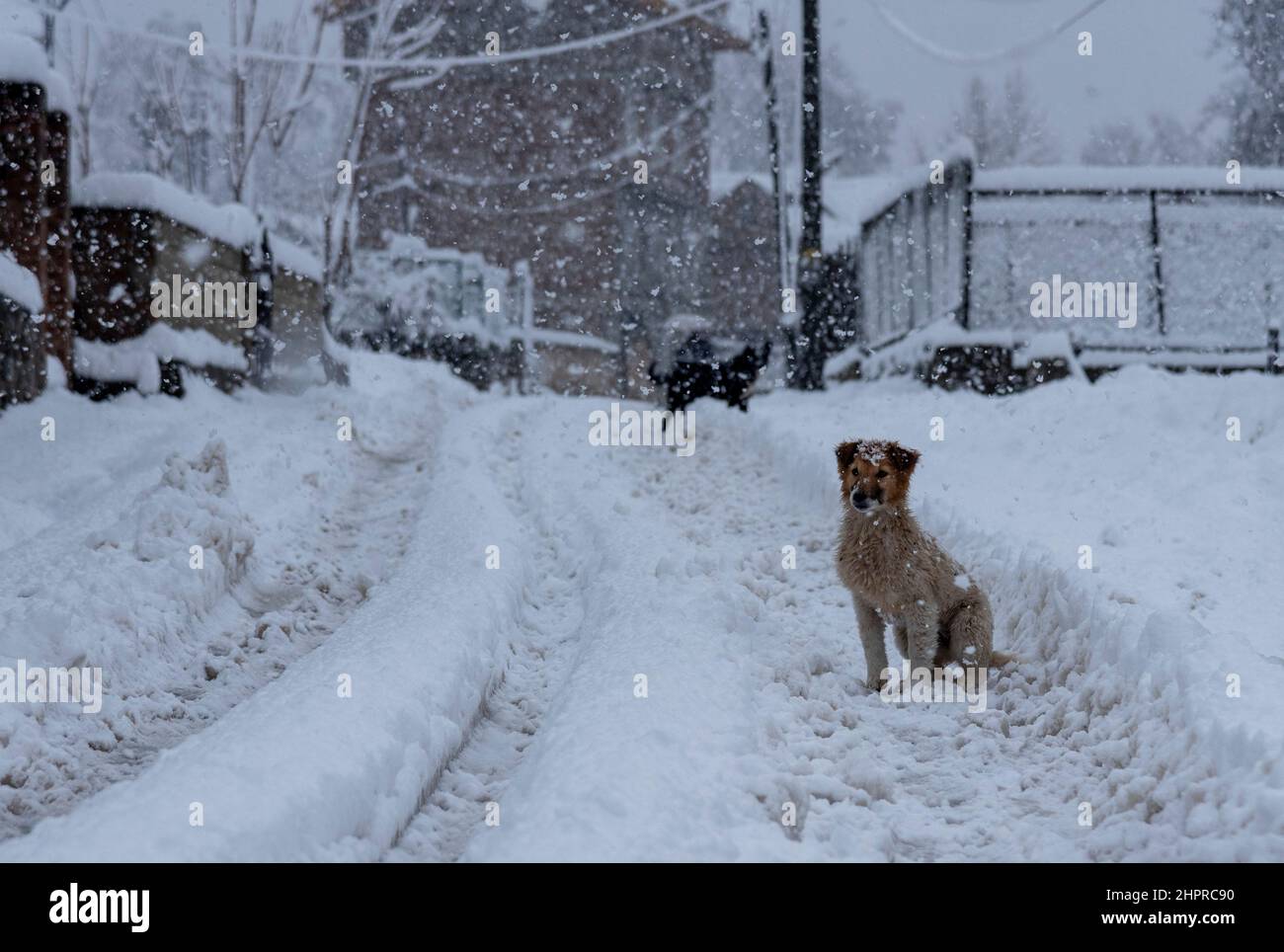 Kaschmir, Indien , 23/02/2022, Srinagar, Indien. 23rd. Februar 2022. Ein Hund wird auf einer schneebedeckten Straße während des starken Schneefalls in Srinagar gesehen.das Kaschmir-Tal am Mittwochmorgen erwachte zu einer schweren Schneedecke, die das normale Leben der Menschen gestört hat. Der Flugbetrieb, der Oberflächentransport und die Routineaktivitäten des Lebens kamen zum Stillstand. Kredit: SOPA Images Limited/Alamy Live Nachrichten Stockfoto